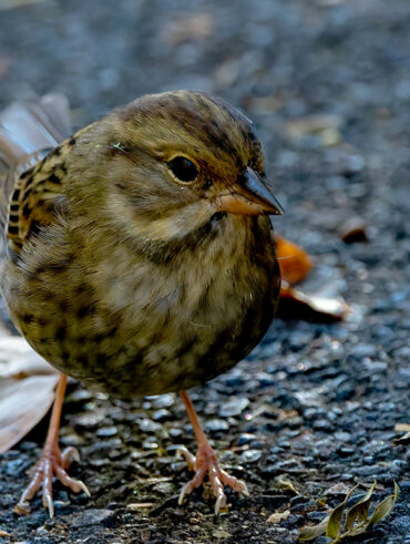 早戸川林道のクロジ