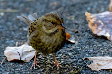 早戸川林道のクロジ