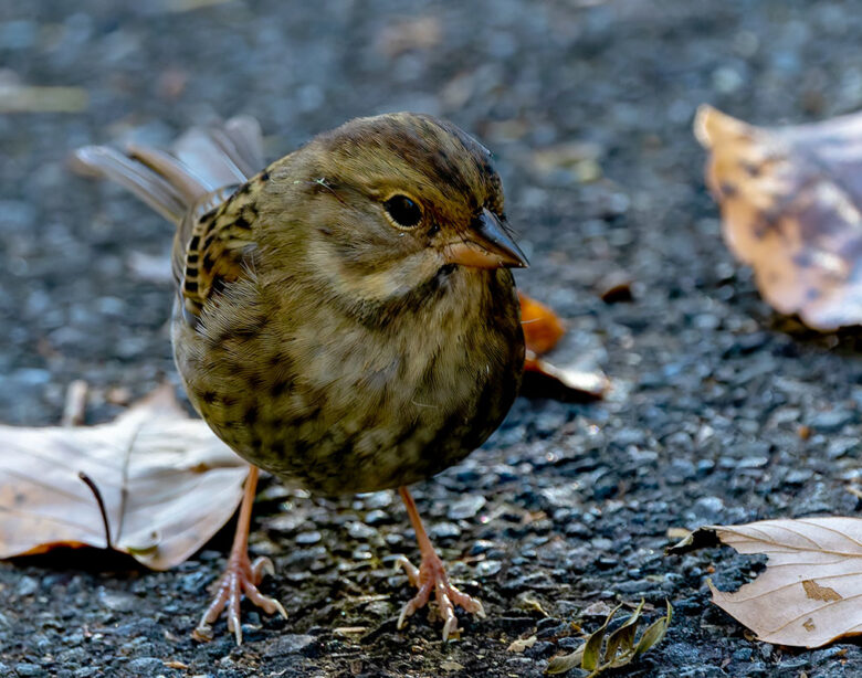 早戸川林道のクロジ