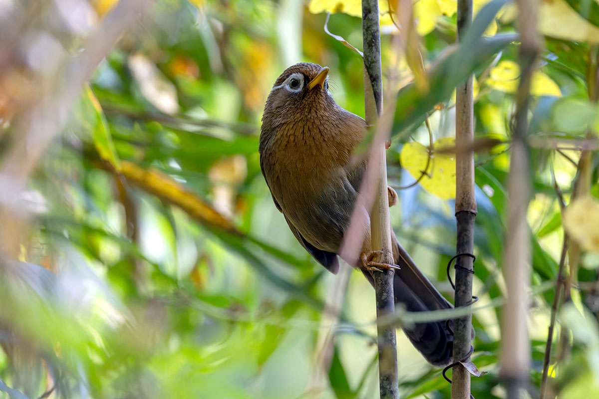 北本自然観察公園のガビチョウ