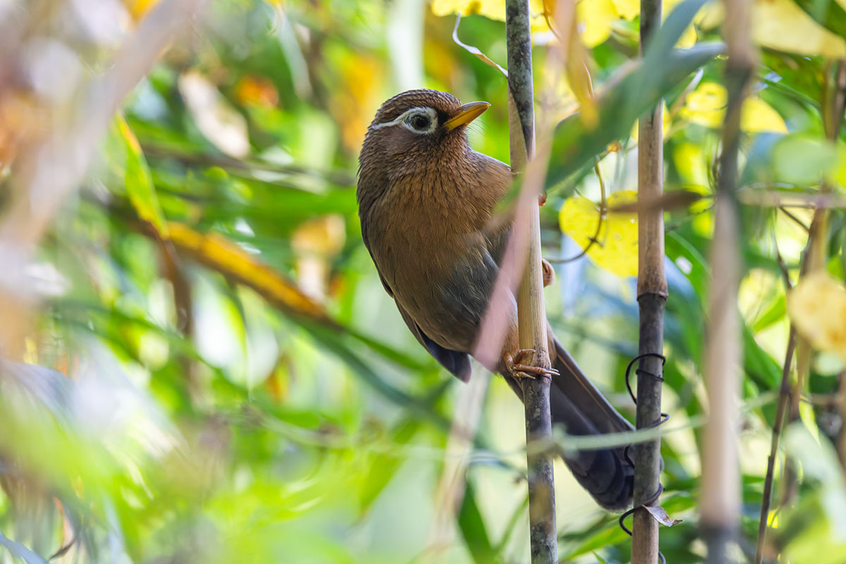 北本自然観察公園のガビチョウ
