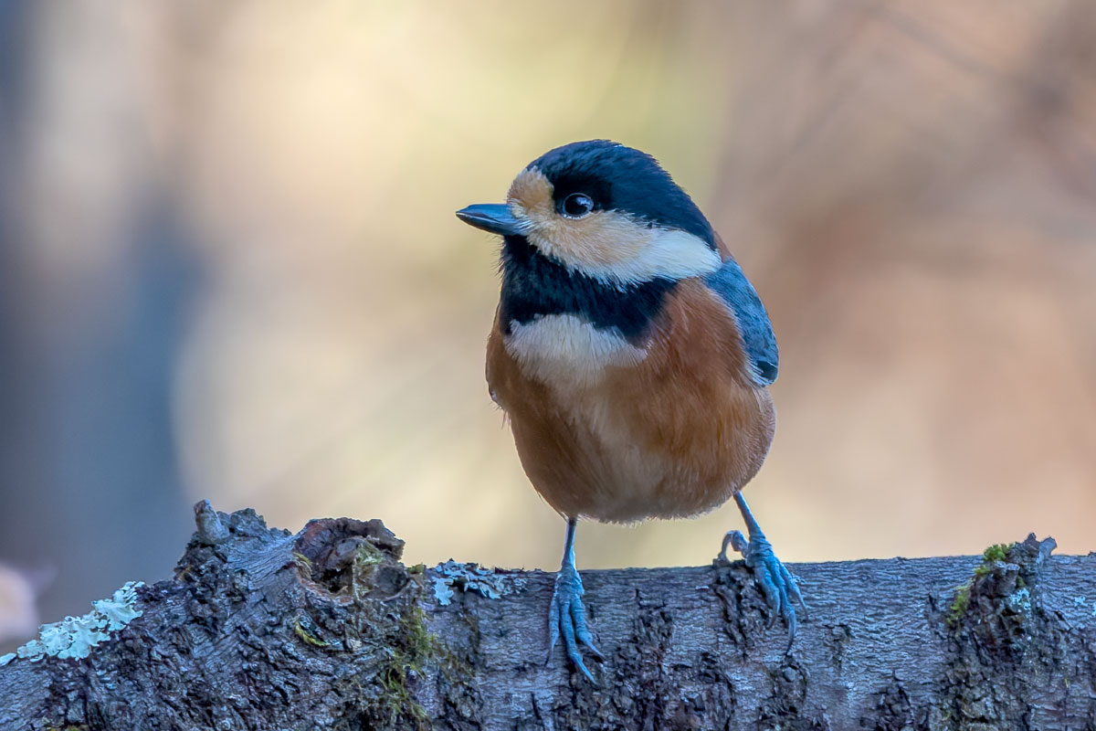 埼玉県民の森のヤマガラ