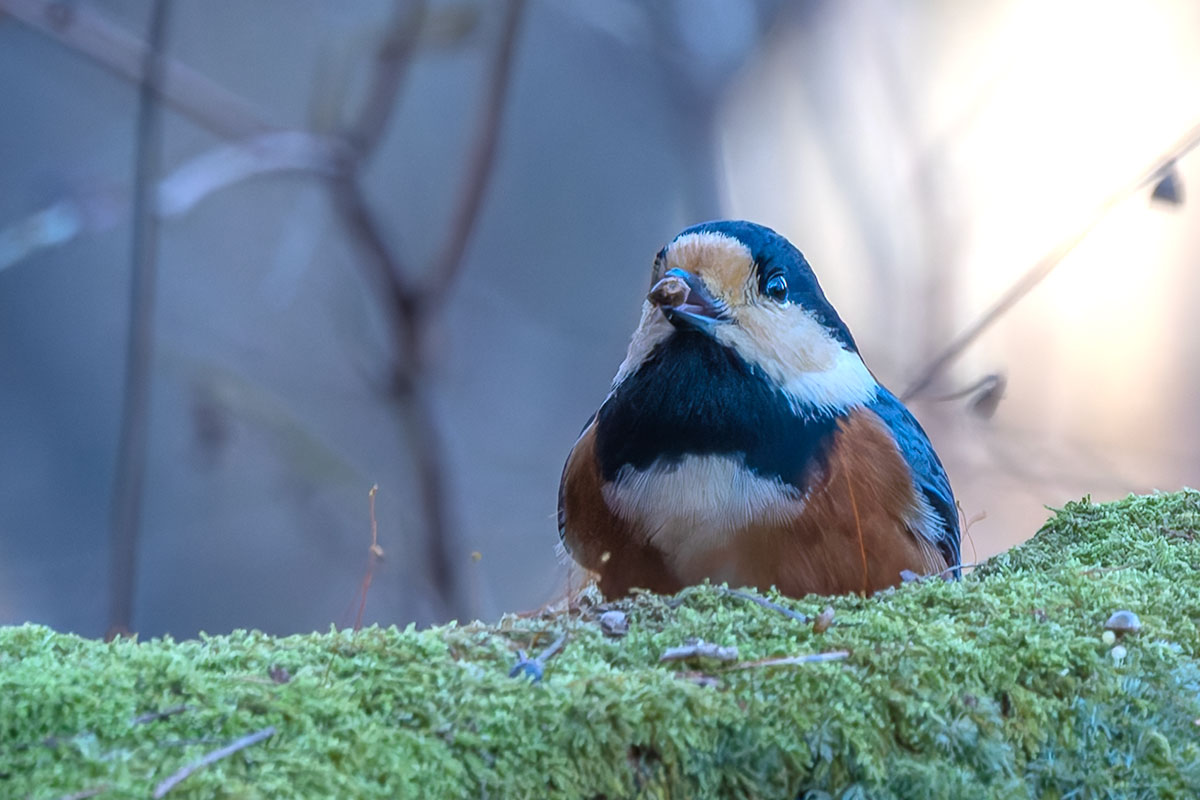 埼玉県民の森のヤマガラ