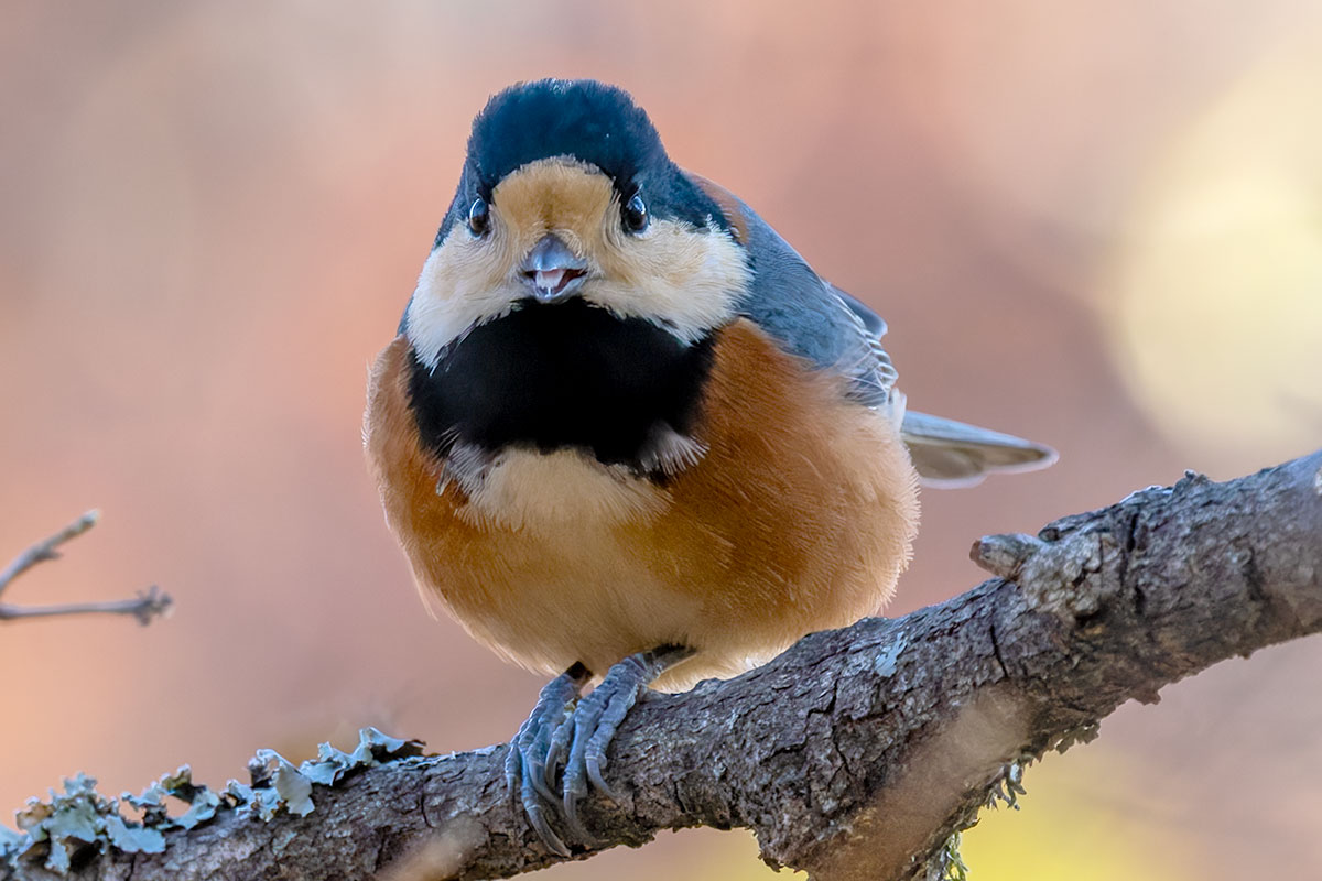 埼玉県民の森のヤマガラ