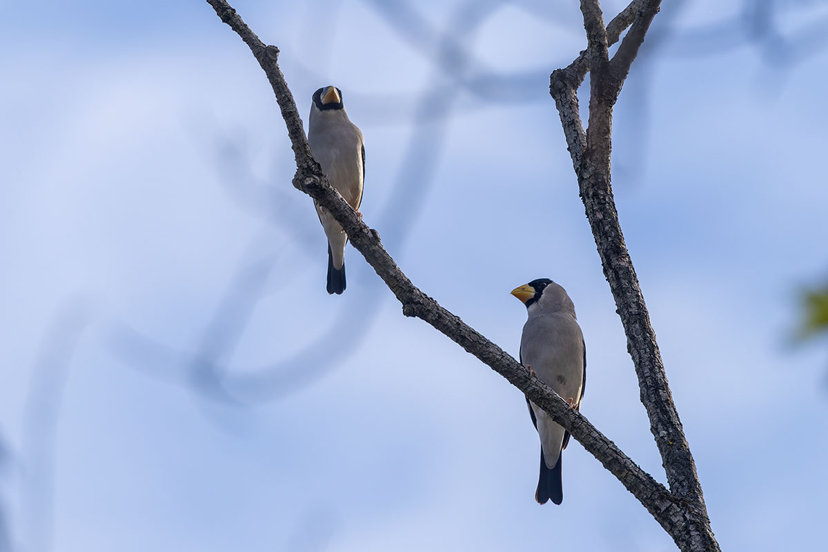 北本自然観察公園のイカル
