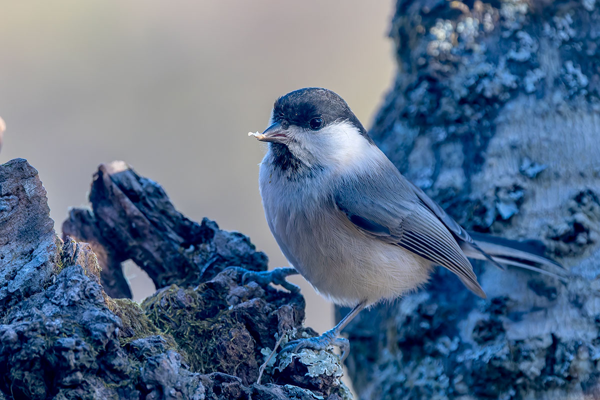 埼玉県民の森のコガラ