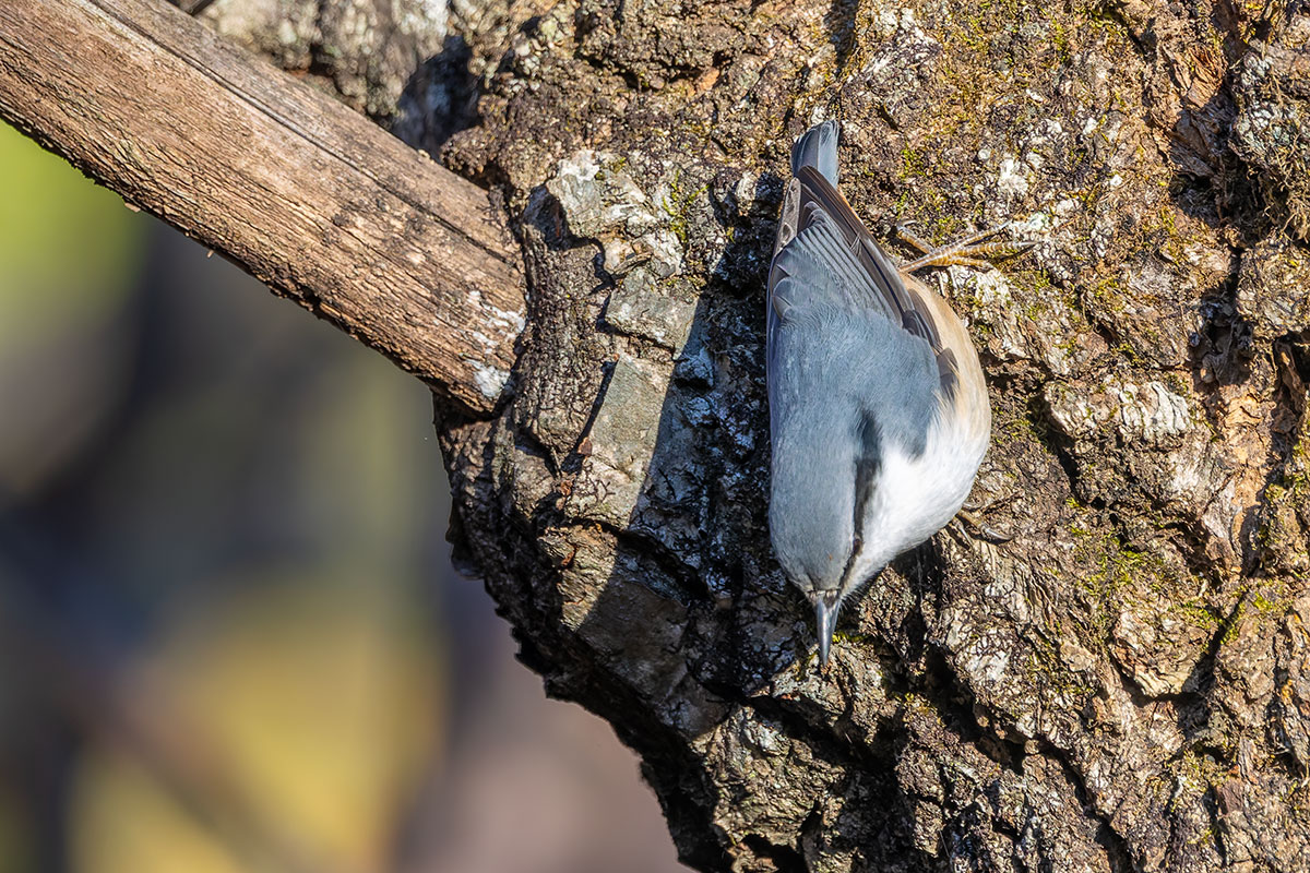 埼玉県民の森のゴジュウカラ