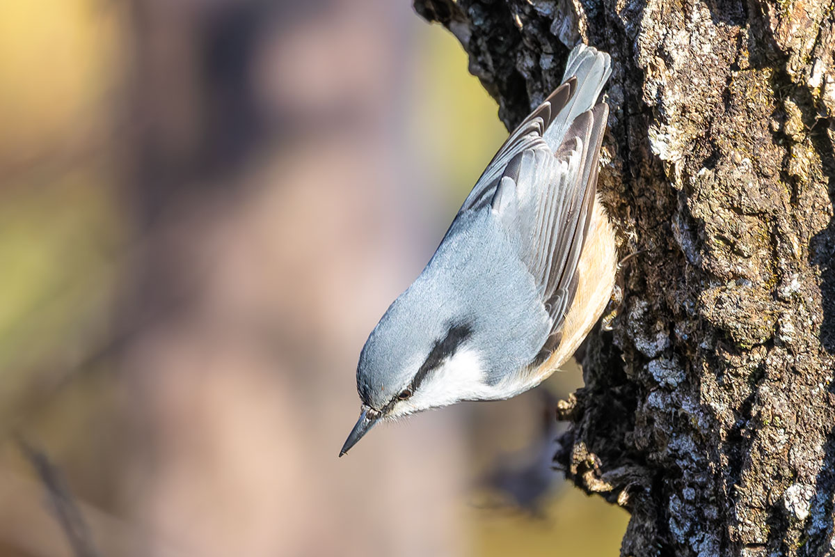 埼玉県民の森のゴジュウカラ