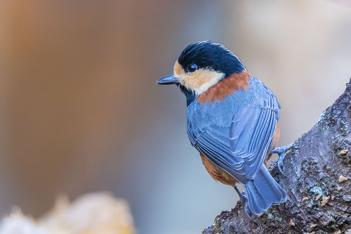 埼玉県民の森のヤマガラ