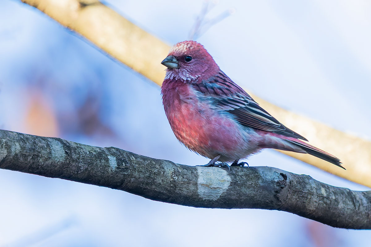 埼玉県民の森のオオマシコ
