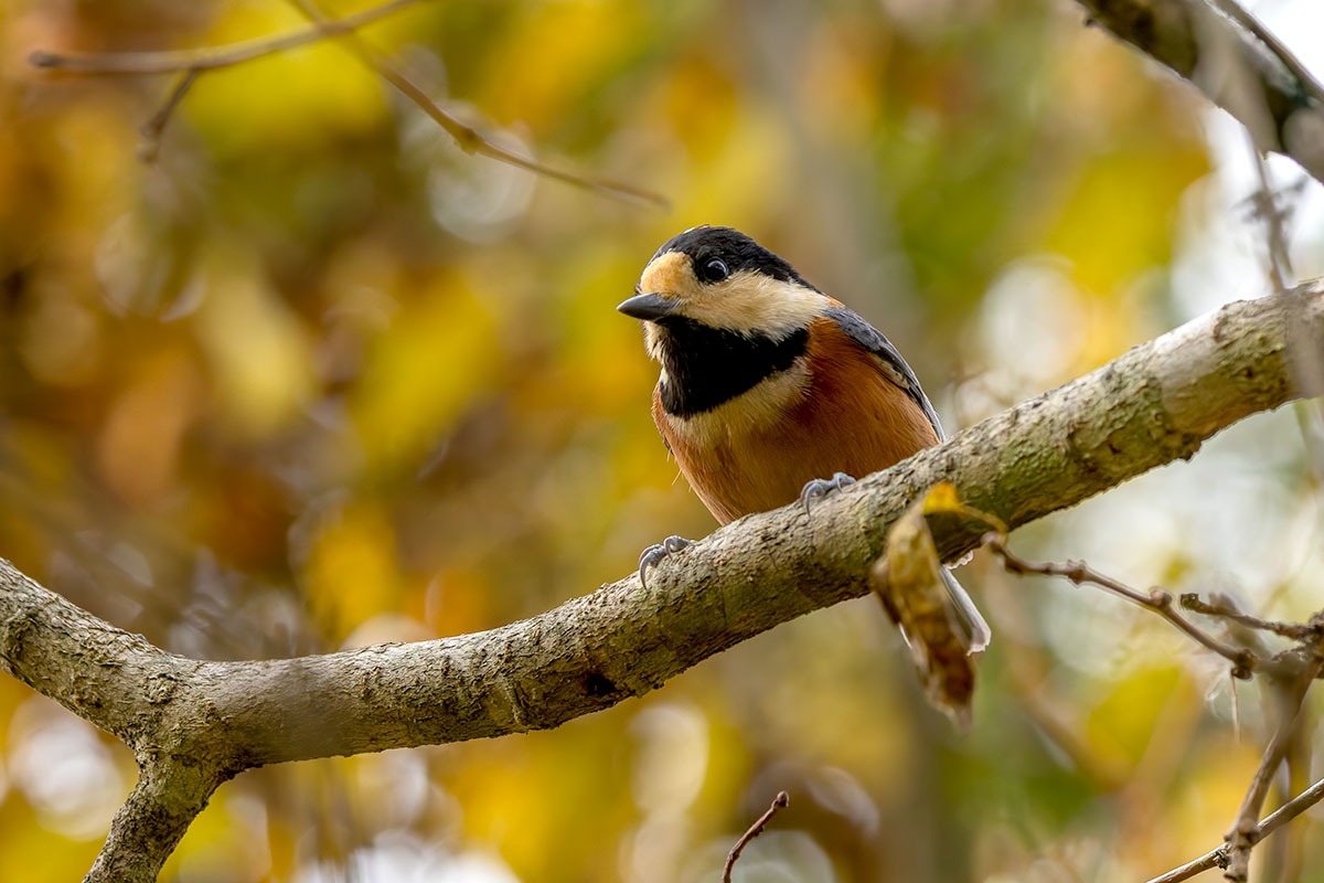 北本自然観察公園のヤマガラ