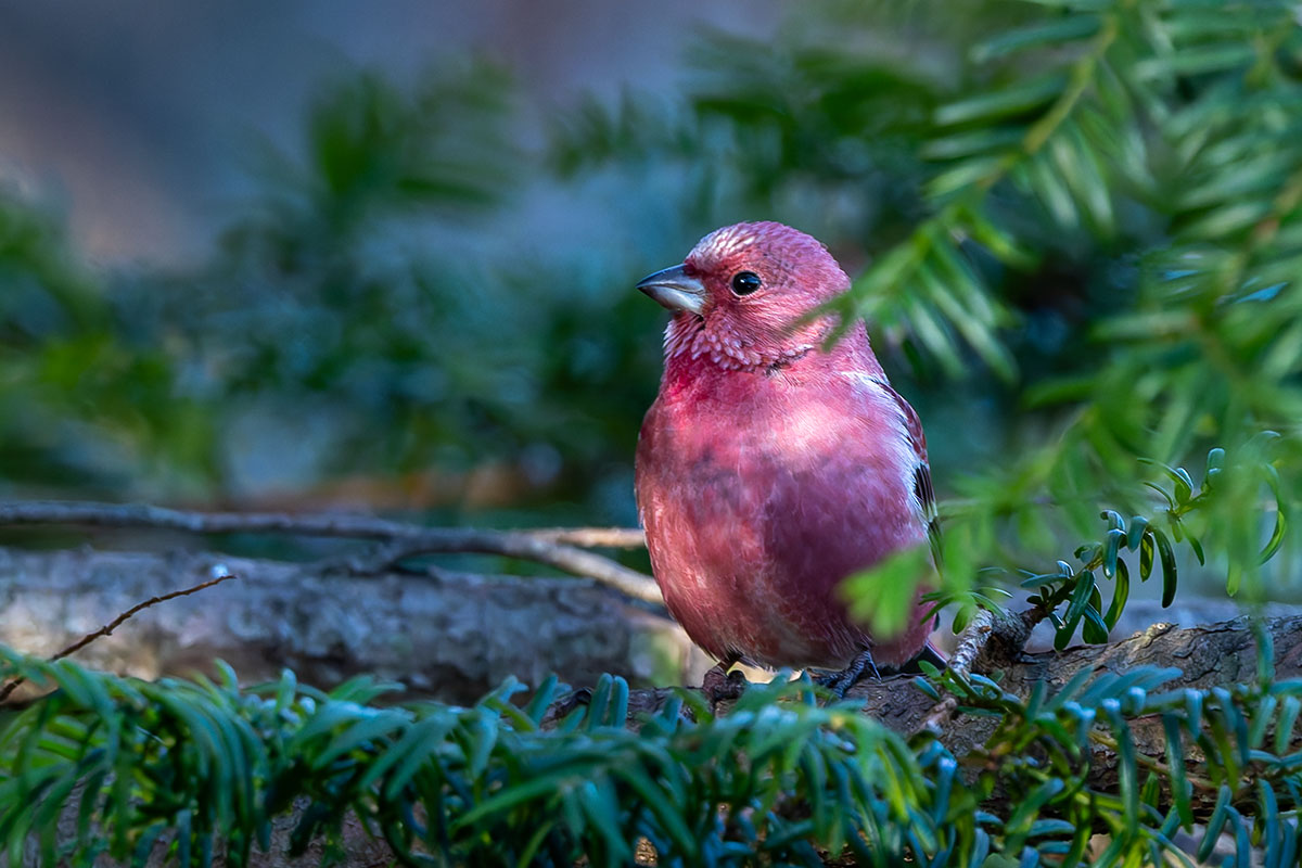 埼玉県民の森のオオマシコ