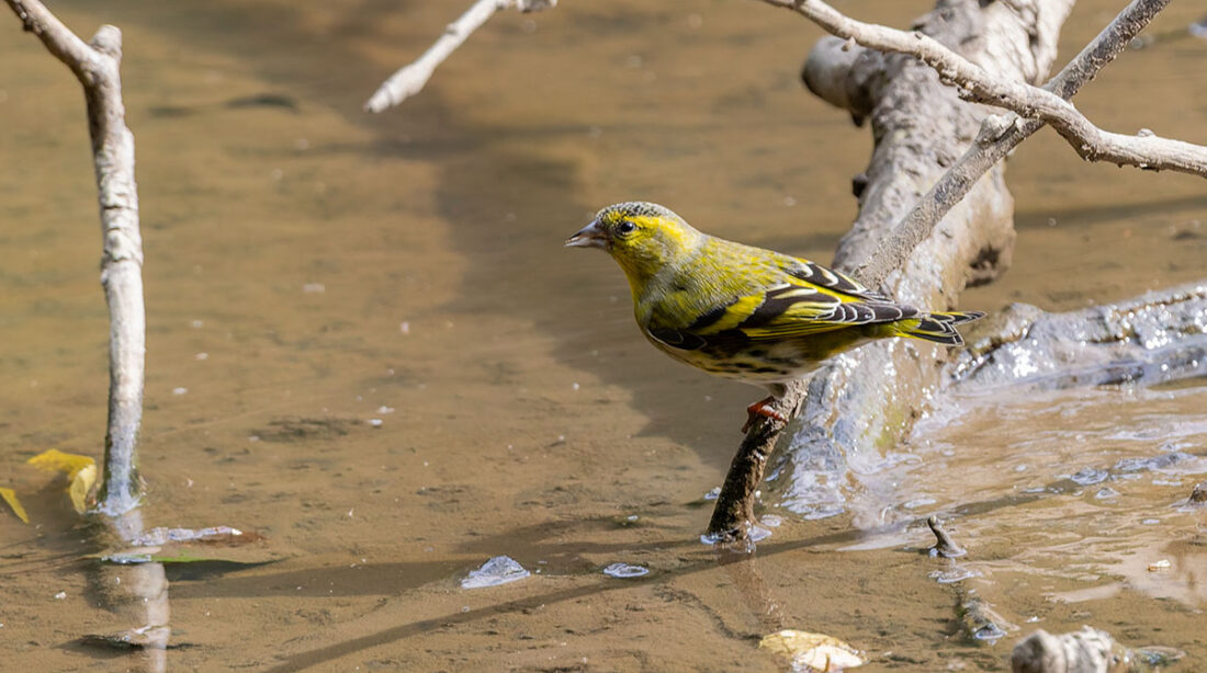 秋ヶ瀬公園のマヒワ