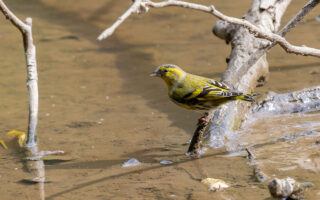 秋ヶ瀬公園のマヒワ