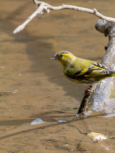 秋ヶ瀬公園のマヒワ