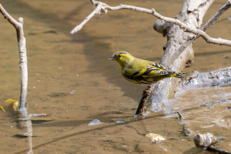 秋ヶ瀬公園のマヒワ