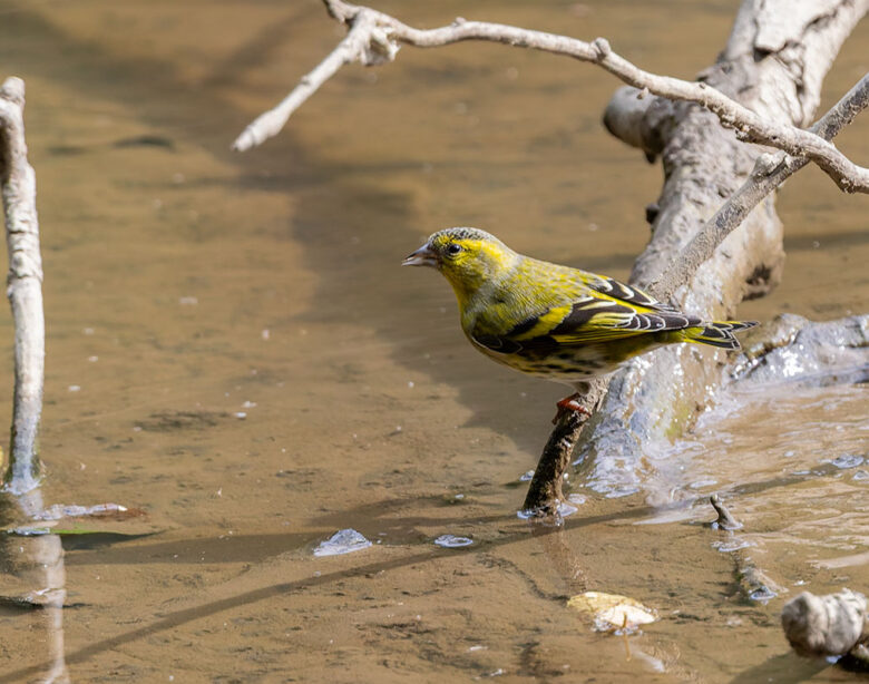 秋ヶ瀬公園のマヒワ