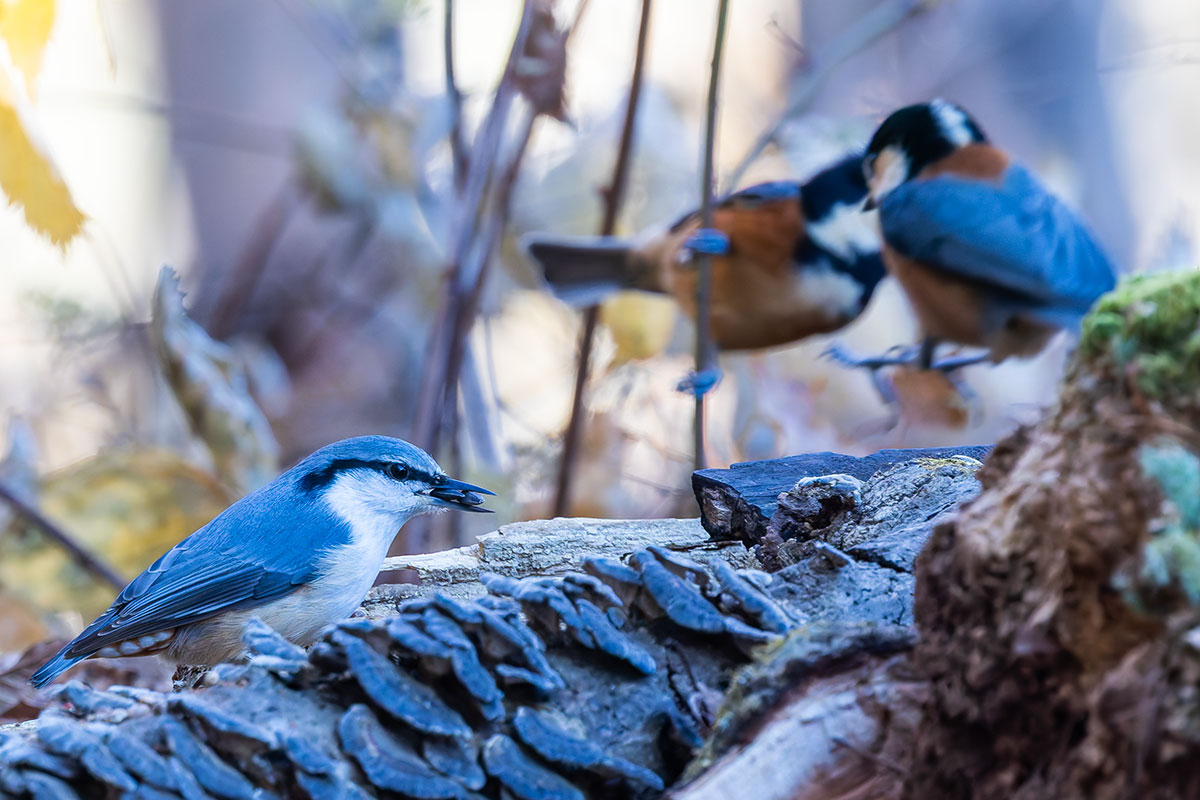 埼玉県民の森のゴジュウカラ