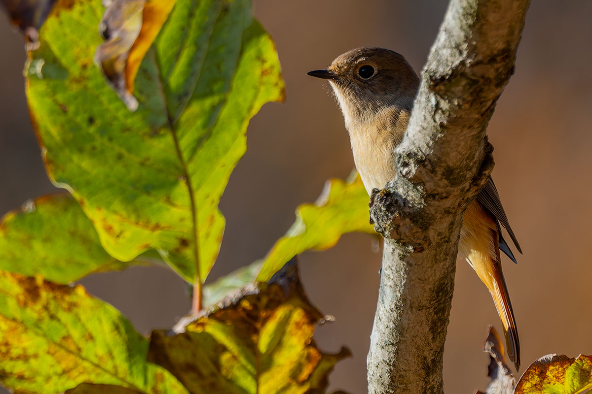 埼玉県民の森のジョウビタキ