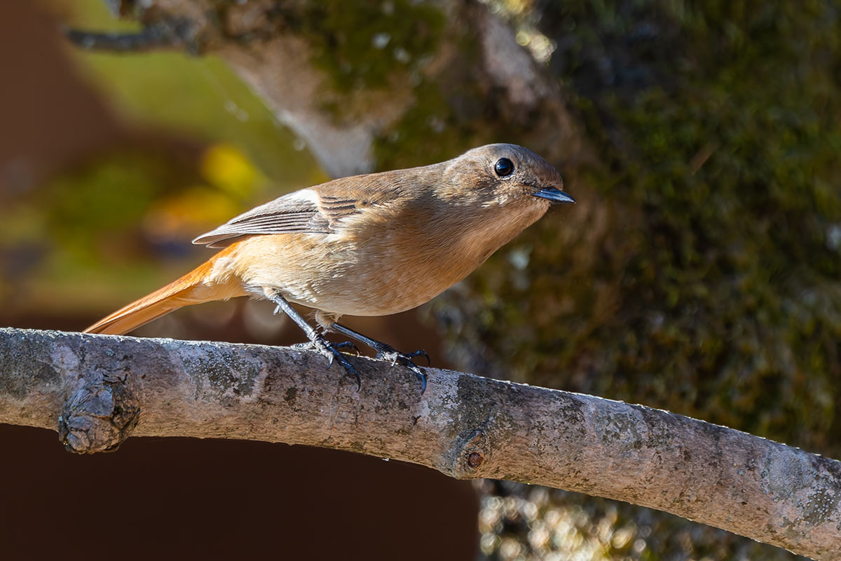 埼玉県民の森のジョウビタキ