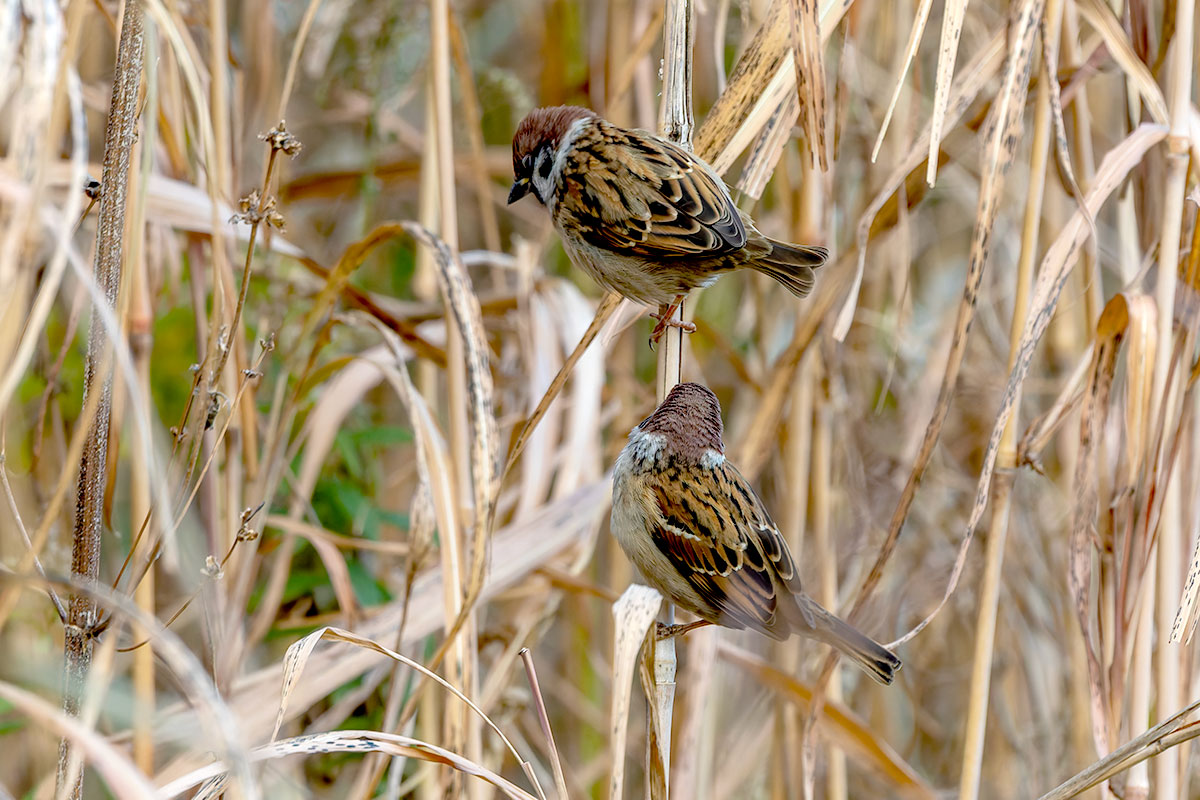 ふれあい松戸川のスズメ