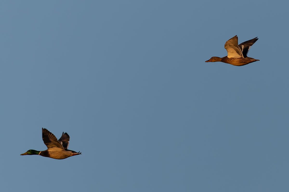 渡良瀬遊水地のマガモ