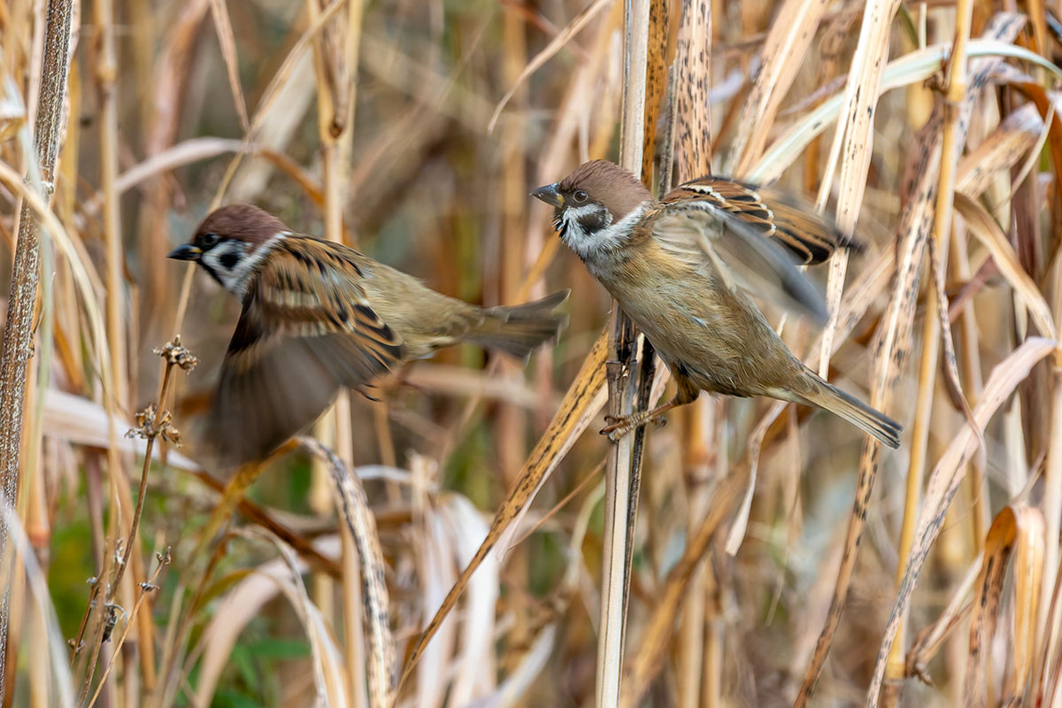 ふれあい松戸川のスズメ