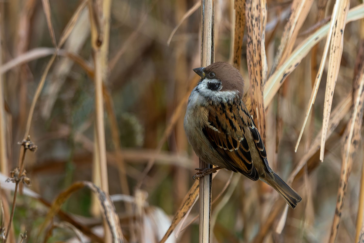 ふれあい松戸川のスズメ