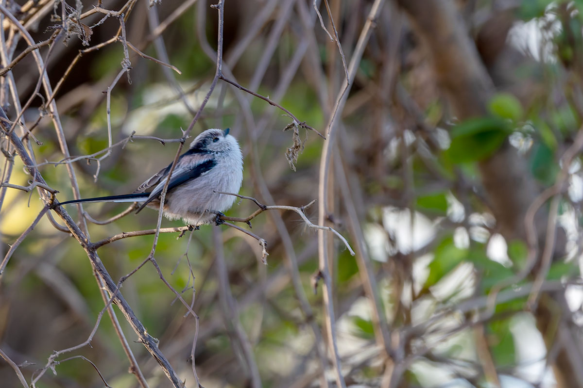 ふれあい松戸川のエナガ