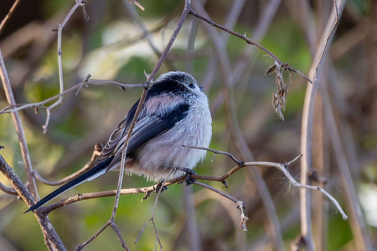 ふれあい松戸川のエナガ