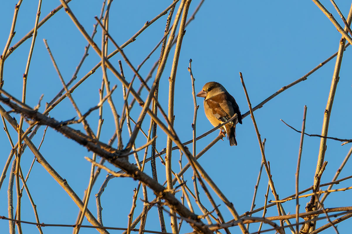渡良瀬遊水地のシメ