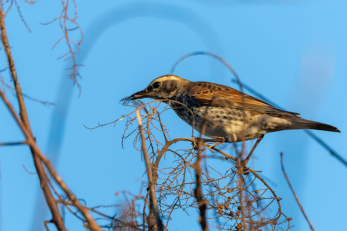 ホンダエアポートのツグミ