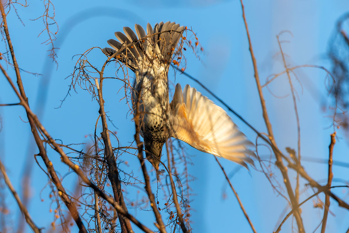 ホンダエアポートのツグミ