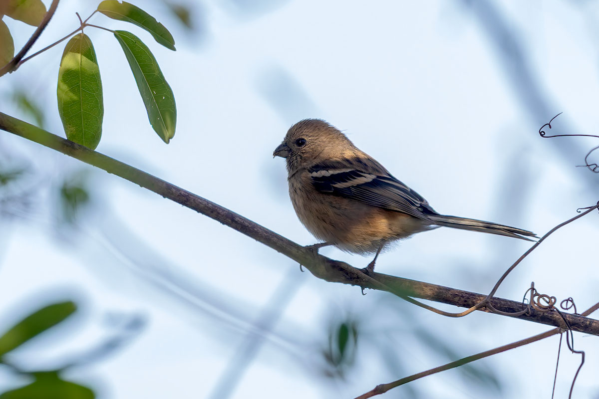 ふれあい松戸川のベニマシコ
