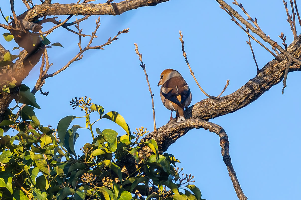 ホンダエアポートのシメ