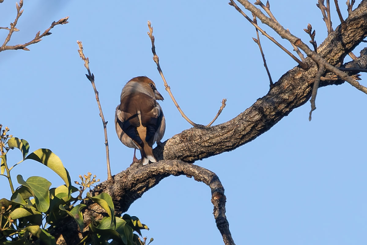 ホンダエアポートのシメ