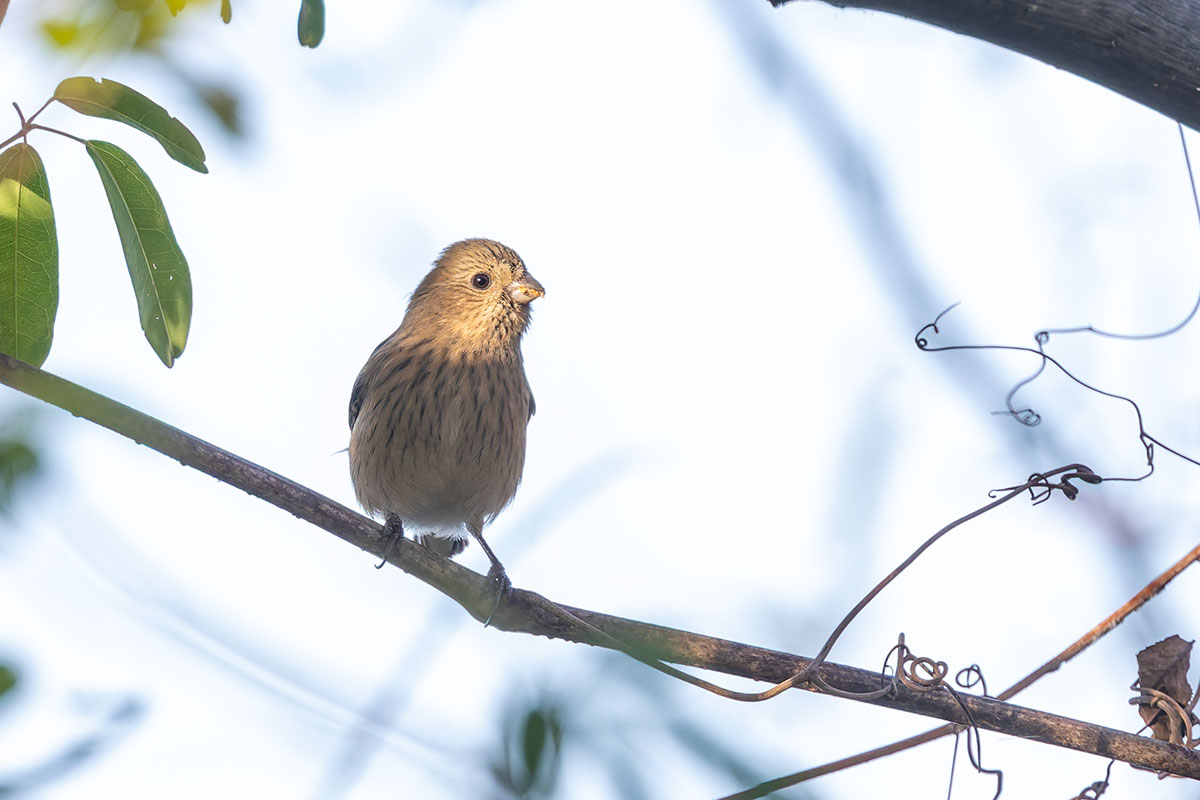 ふれあい松戸川のベニマシコ