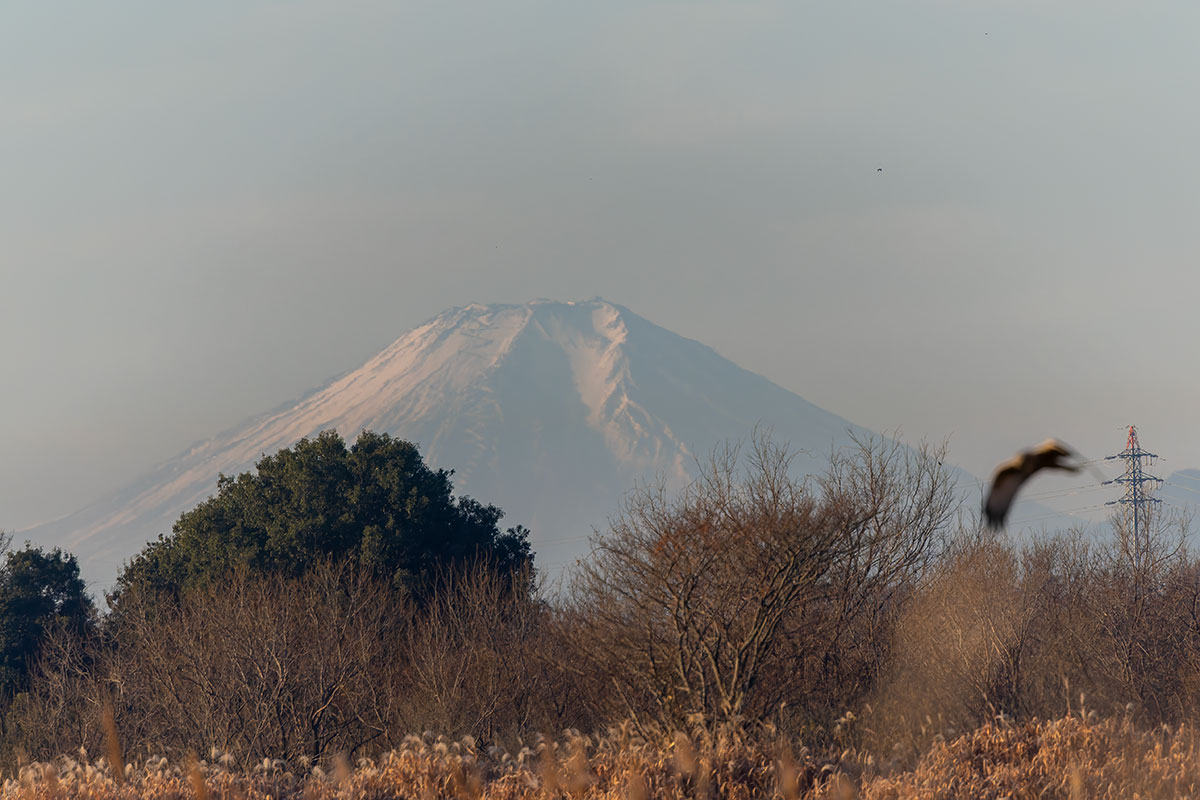 富士山