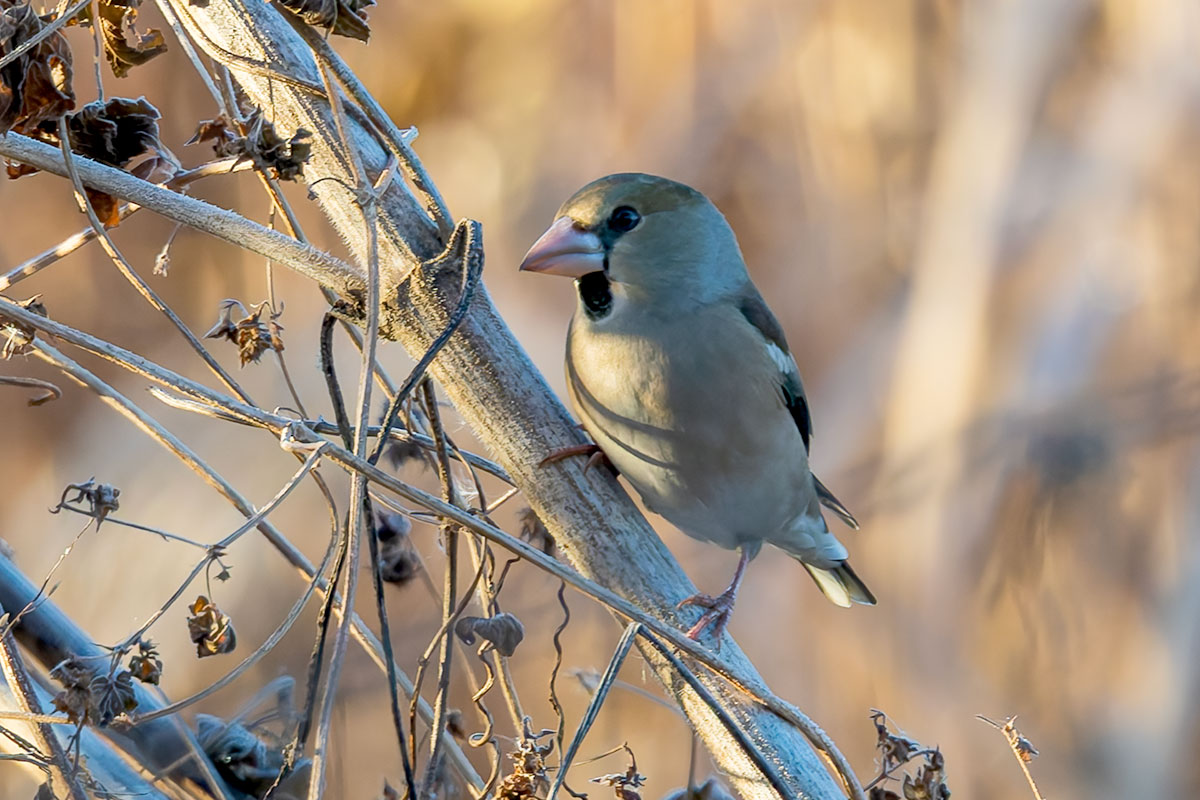 渡良瀬遊水地のシメ