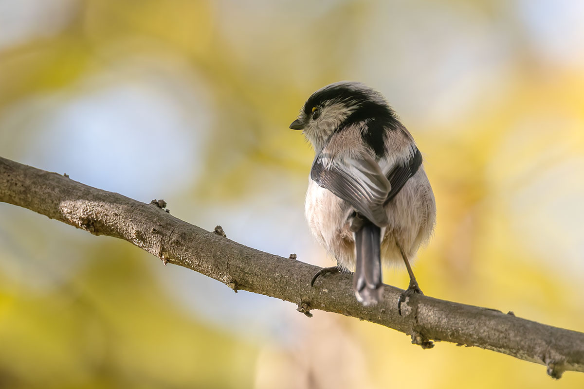洗足池のエナガ