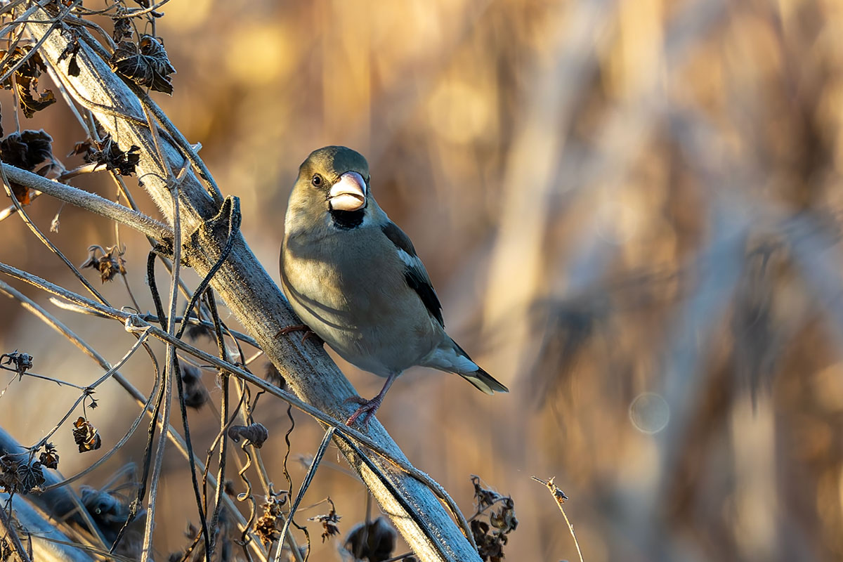 渡良瀬遊水地のシメ