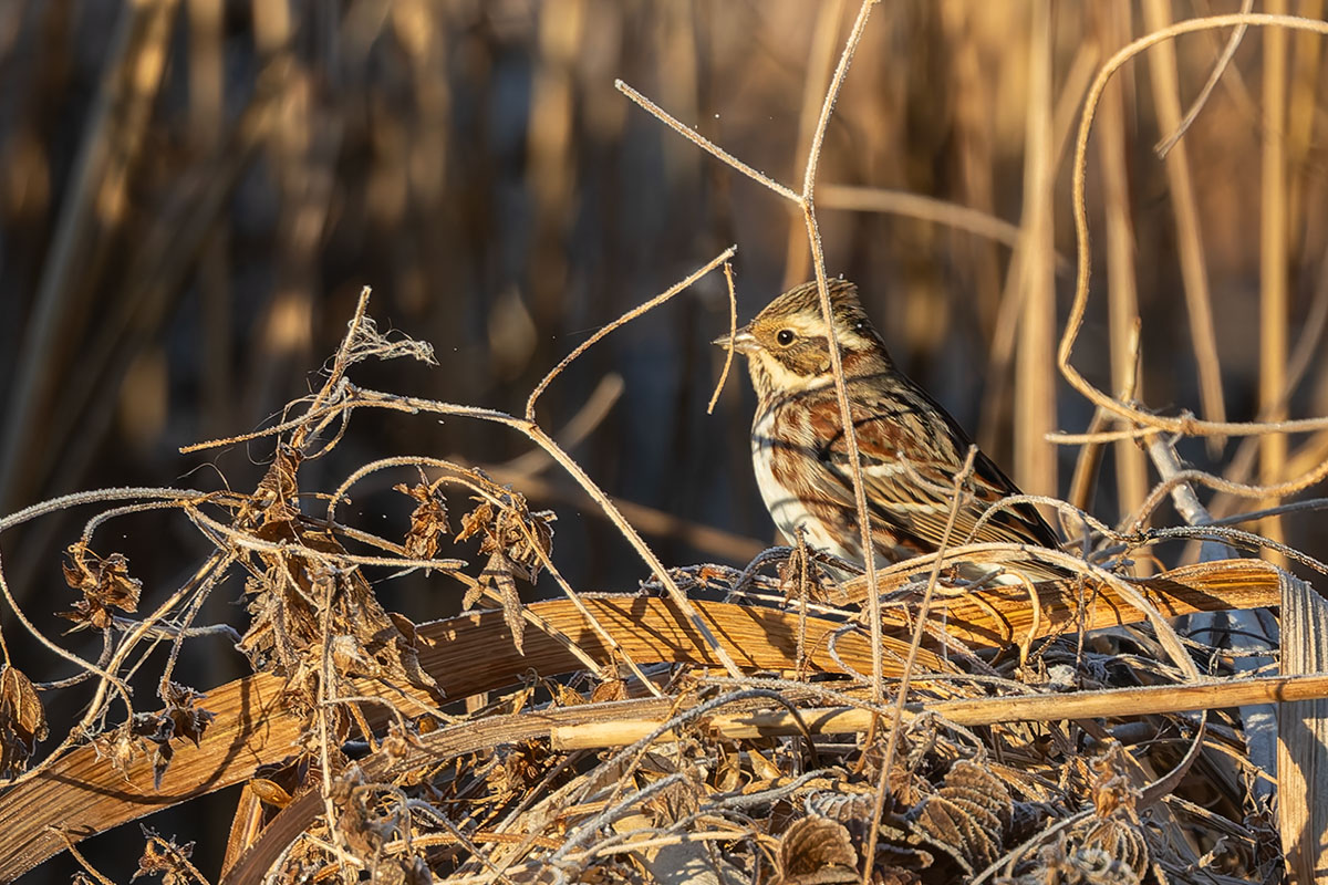 渡良瀬遊水地のカシラダカ