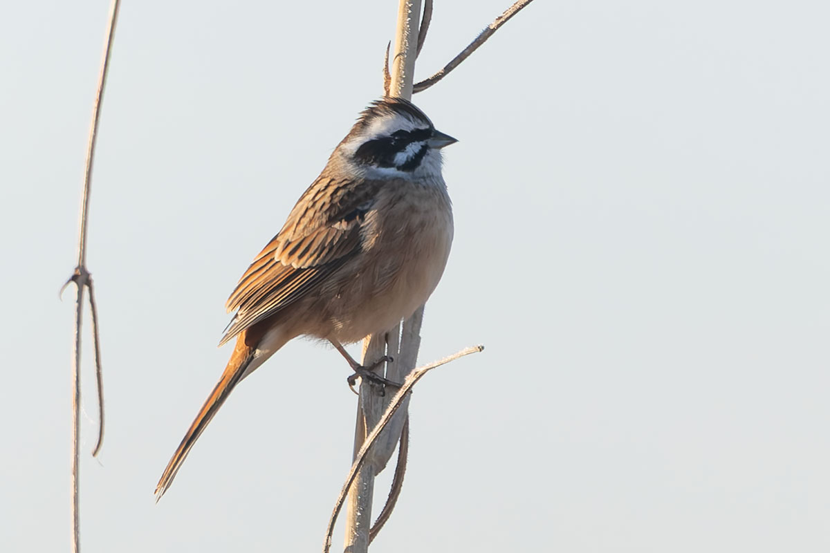 渡良瀬遊水地のホオジロ