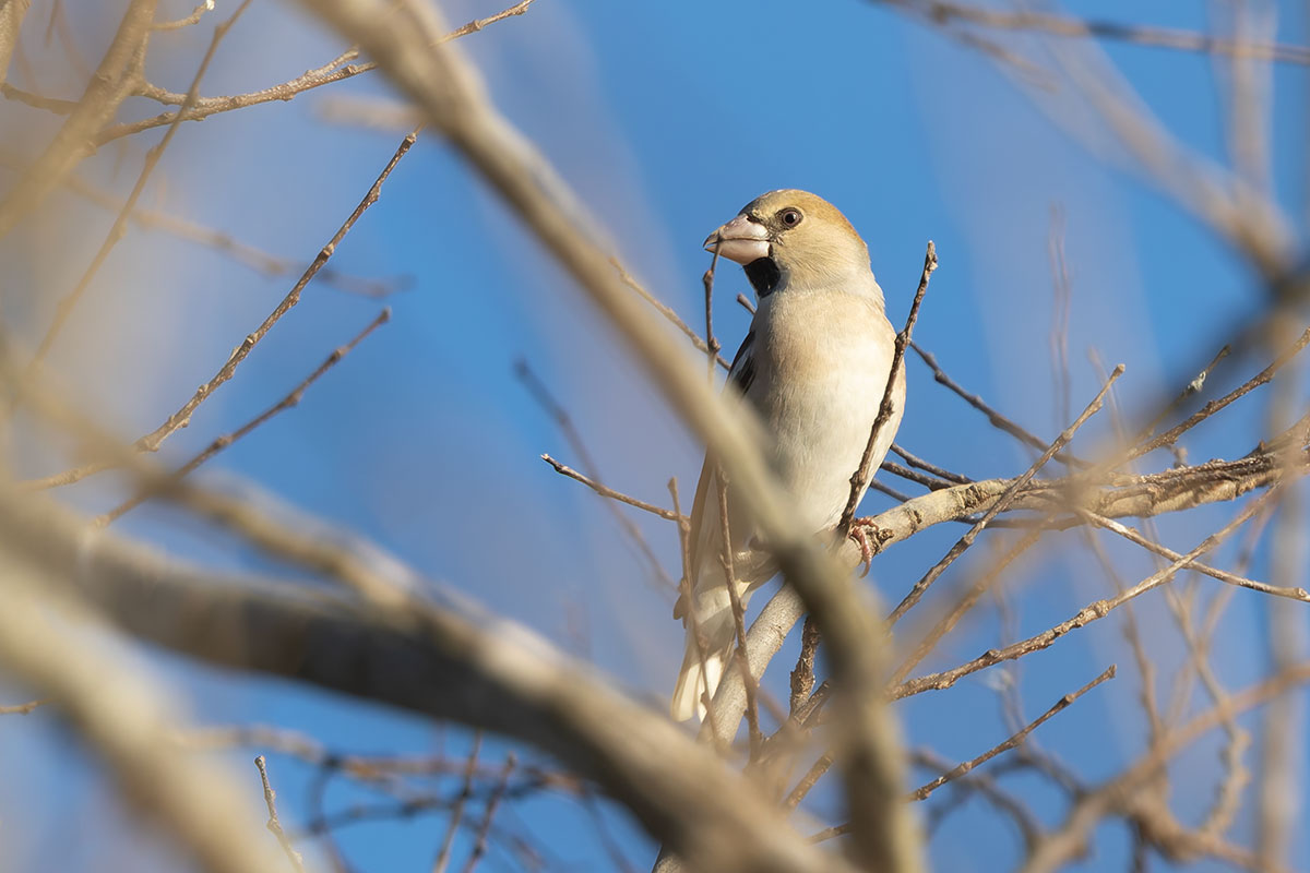 渡良瀬遊水地のシメ