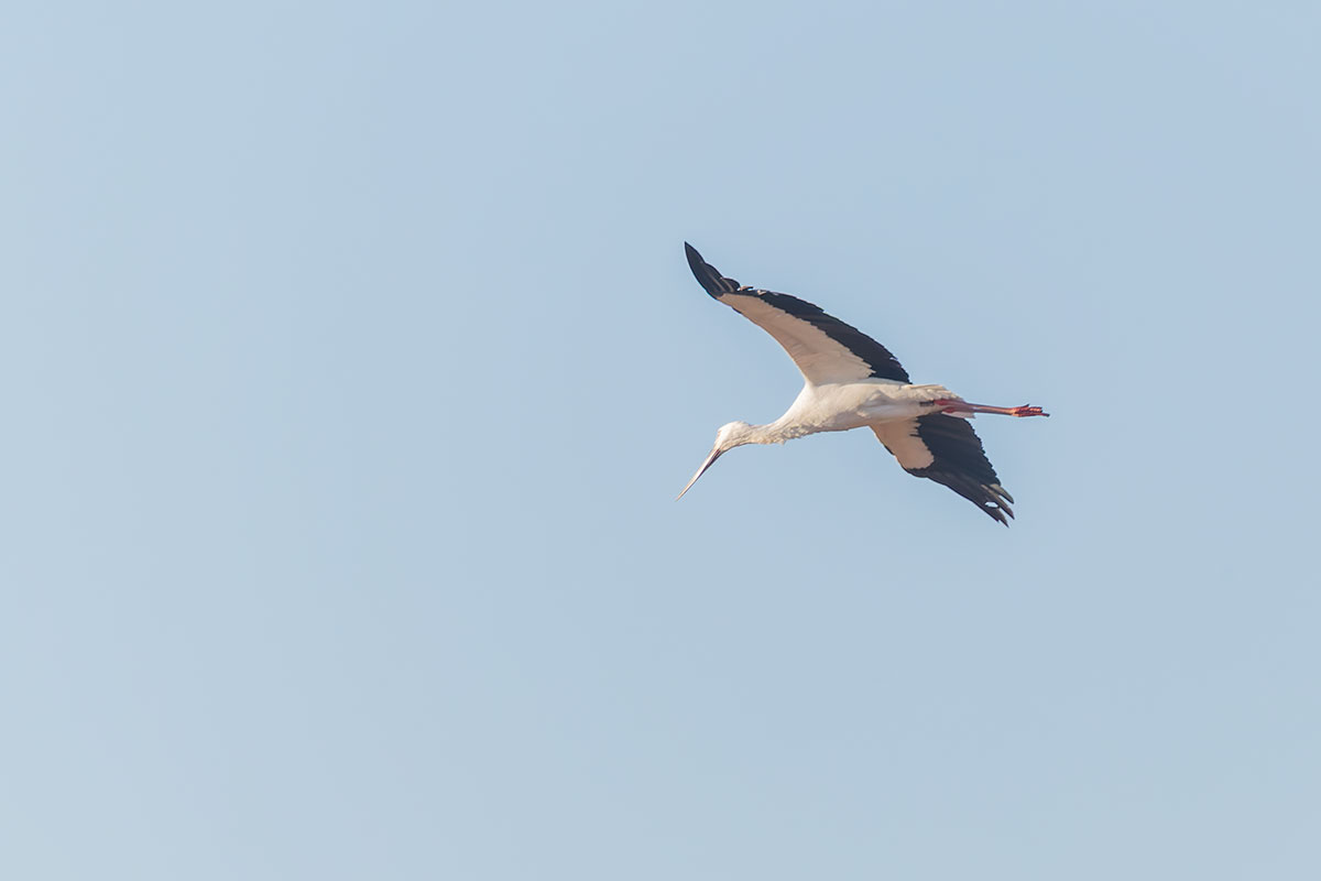 渡良瀬遊水地のコウノトリ