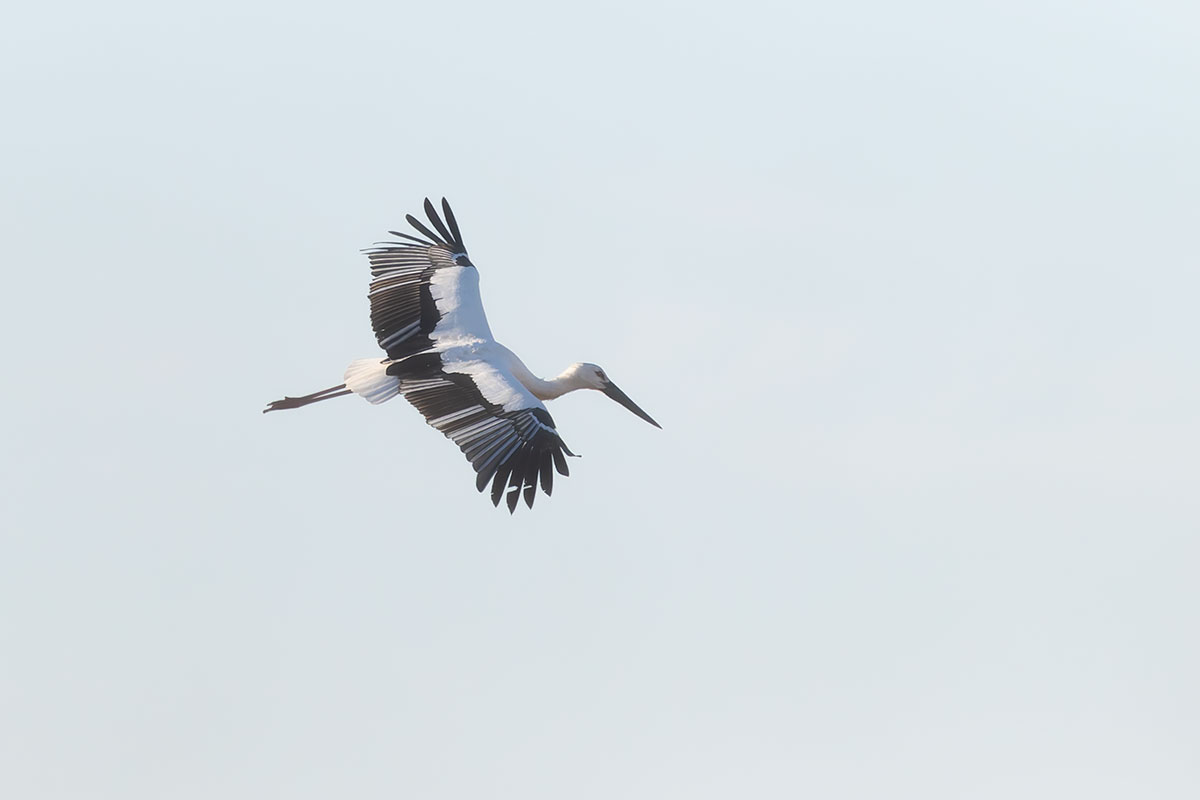 渡良瀬遊水地のコウノトリ