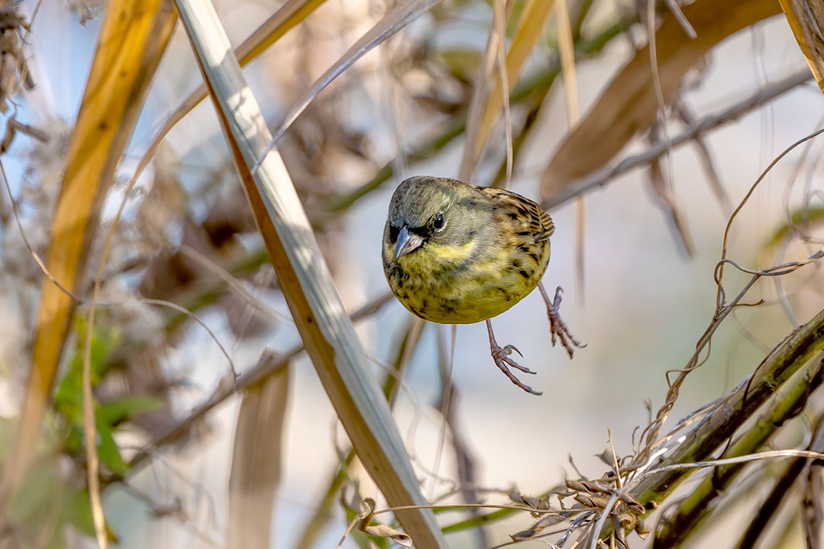 ふれあい松戸川のアオジ