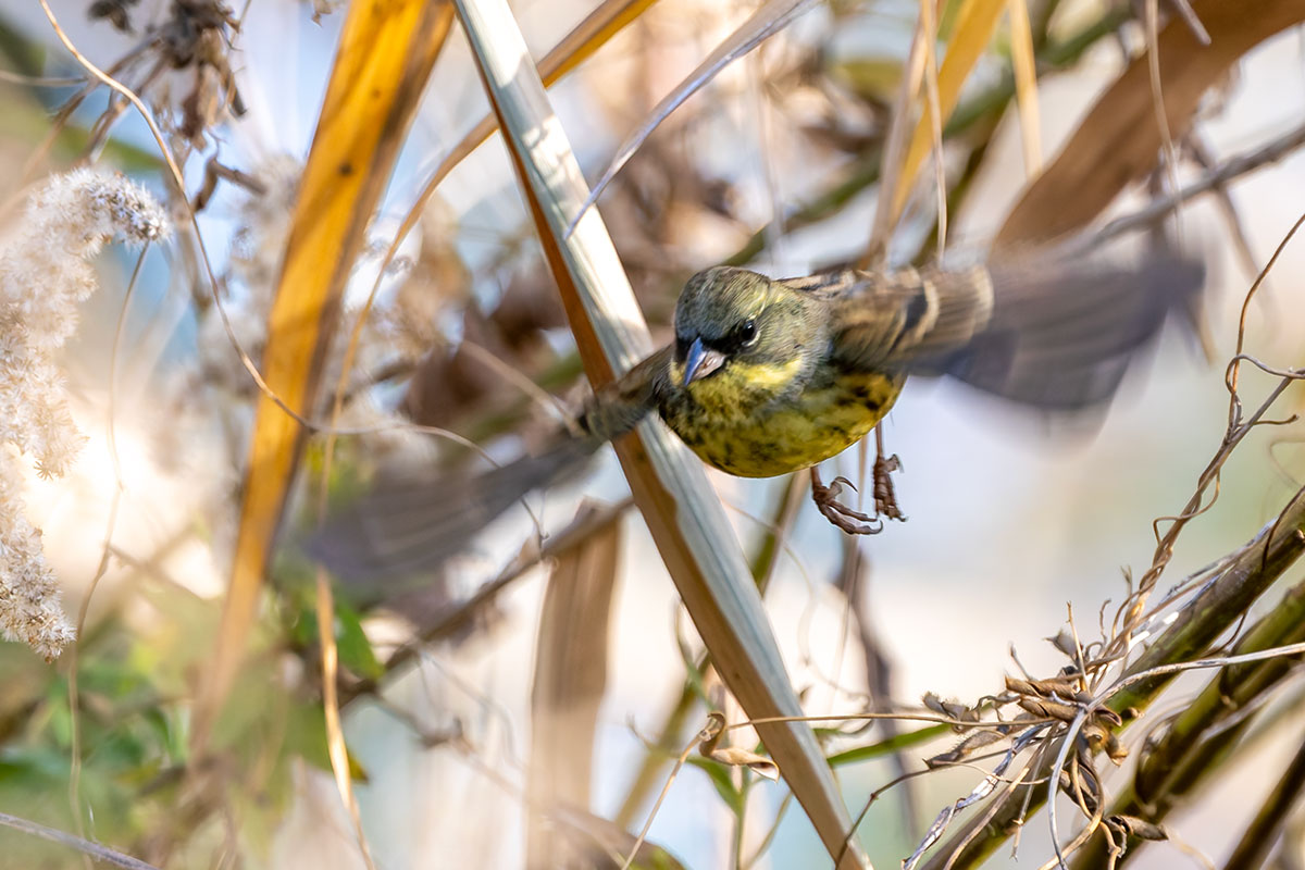 ふれあい松戸川のアオジ