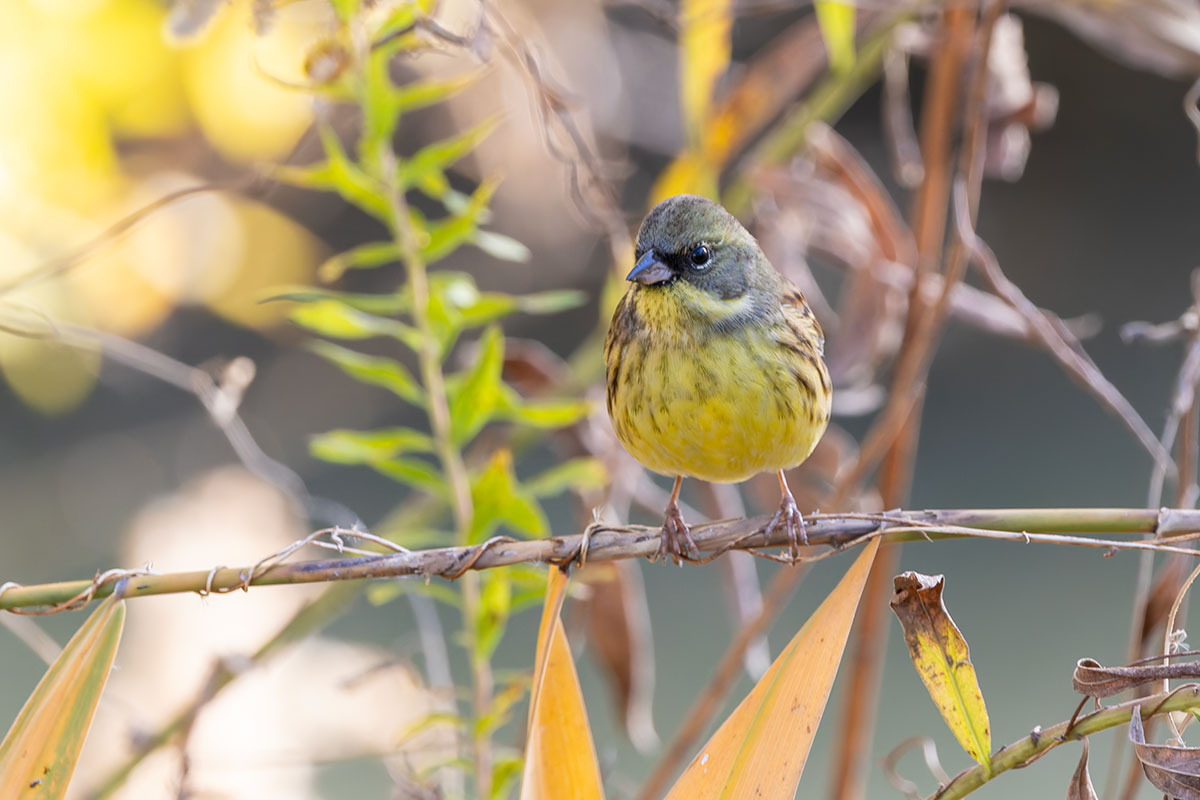 ふれあい松戸川のアオジ