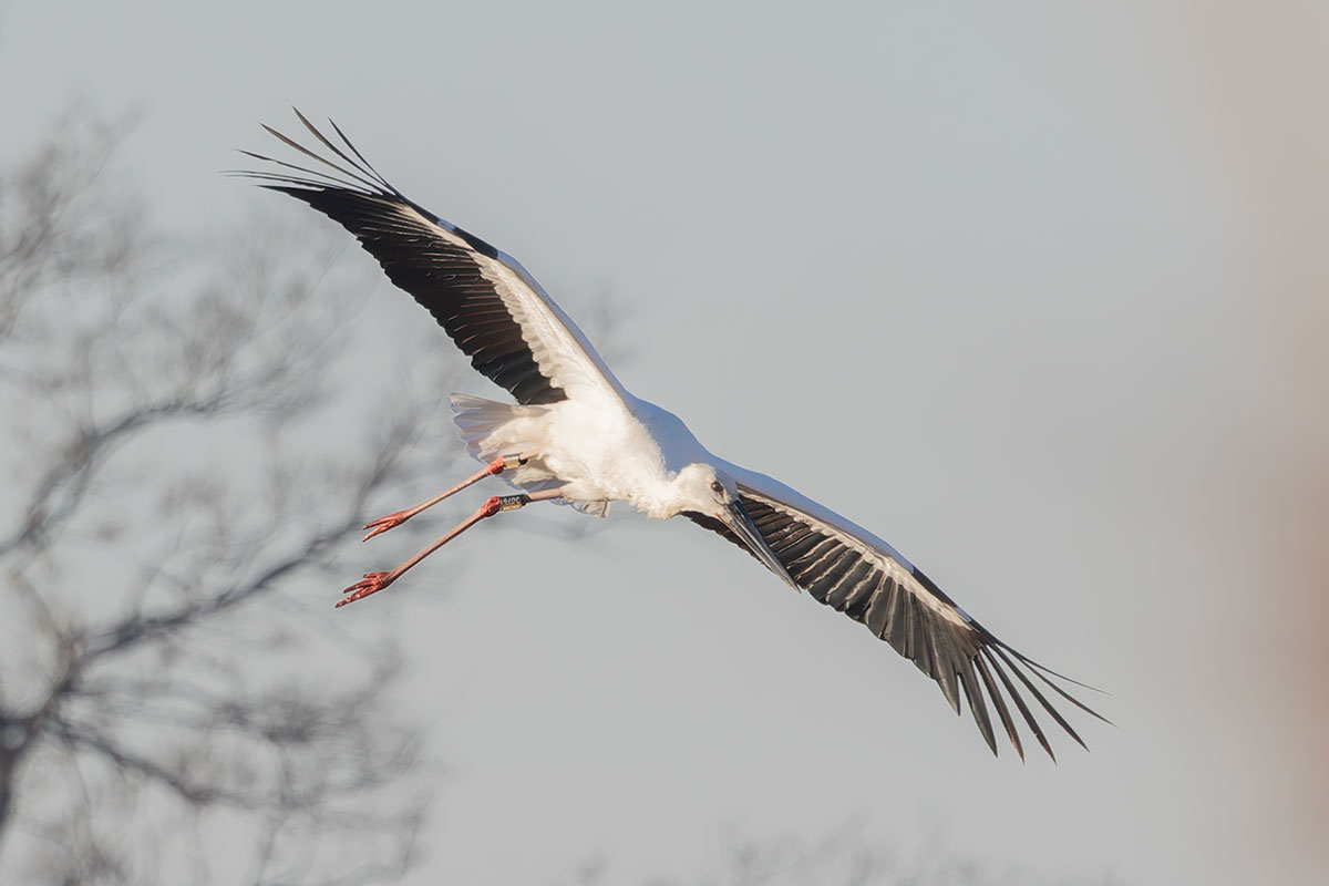 渡良瀬遊水地のコウノトリ